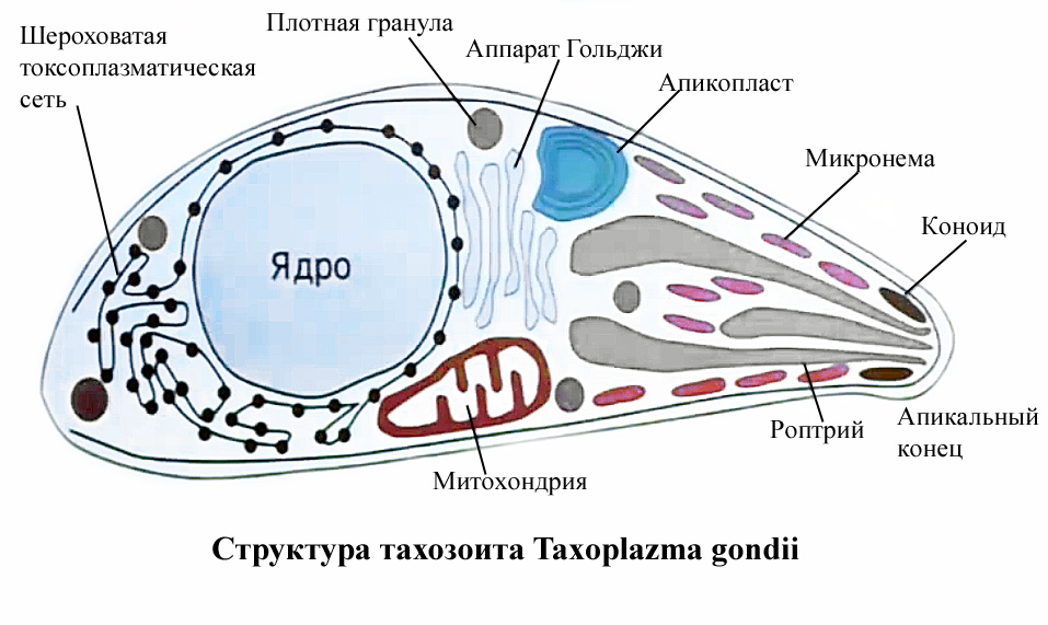 Структура паразита