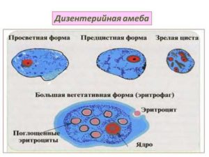 Разновидности дизентерийной амебы