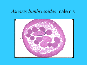 Нематоды Ascaris lumbricoides