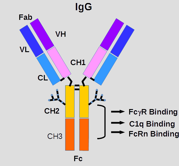 Иммуноглобулин igm igg. Иммуноглобулин g1 g2 g3 g4. Функции иммуноглобулины g4. Иммуноглобулин g1. Иммуноглобулин g (IGG).