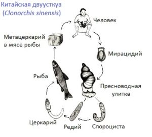 Жизненный цикл паразита