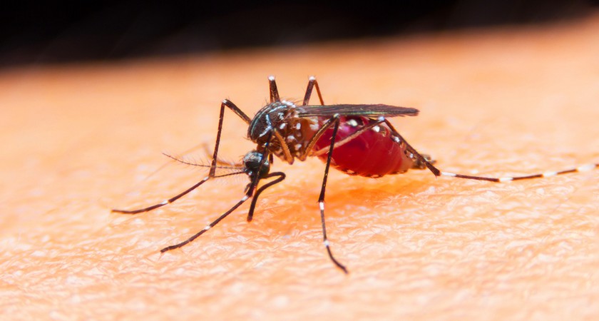 Пример временного паразита – обычный комар
