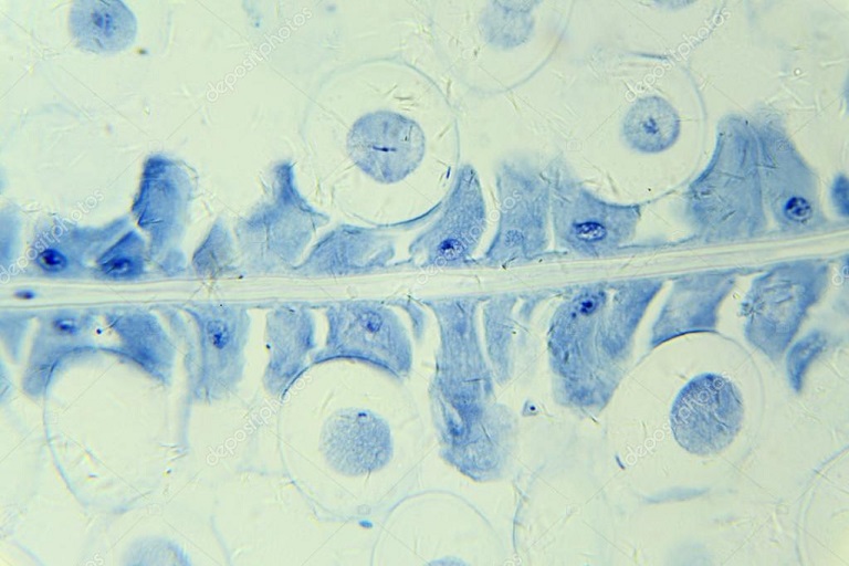 Митоз в яйце аскариды под микроскопом